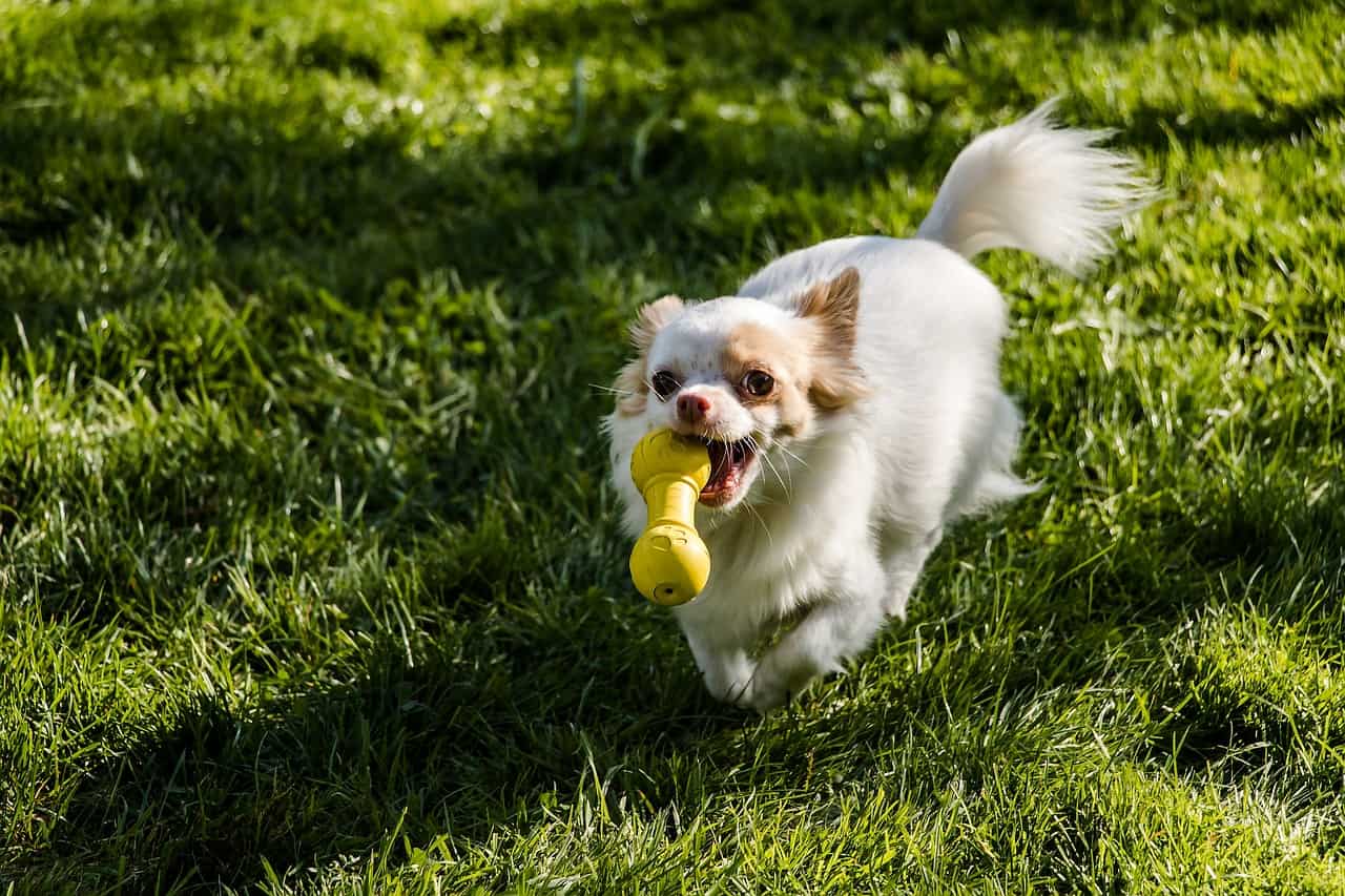 chihuahua playing dog toy - best dog toys