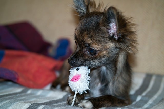chihuahua with his soft dog toy