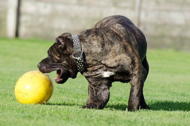 dog with ball toy